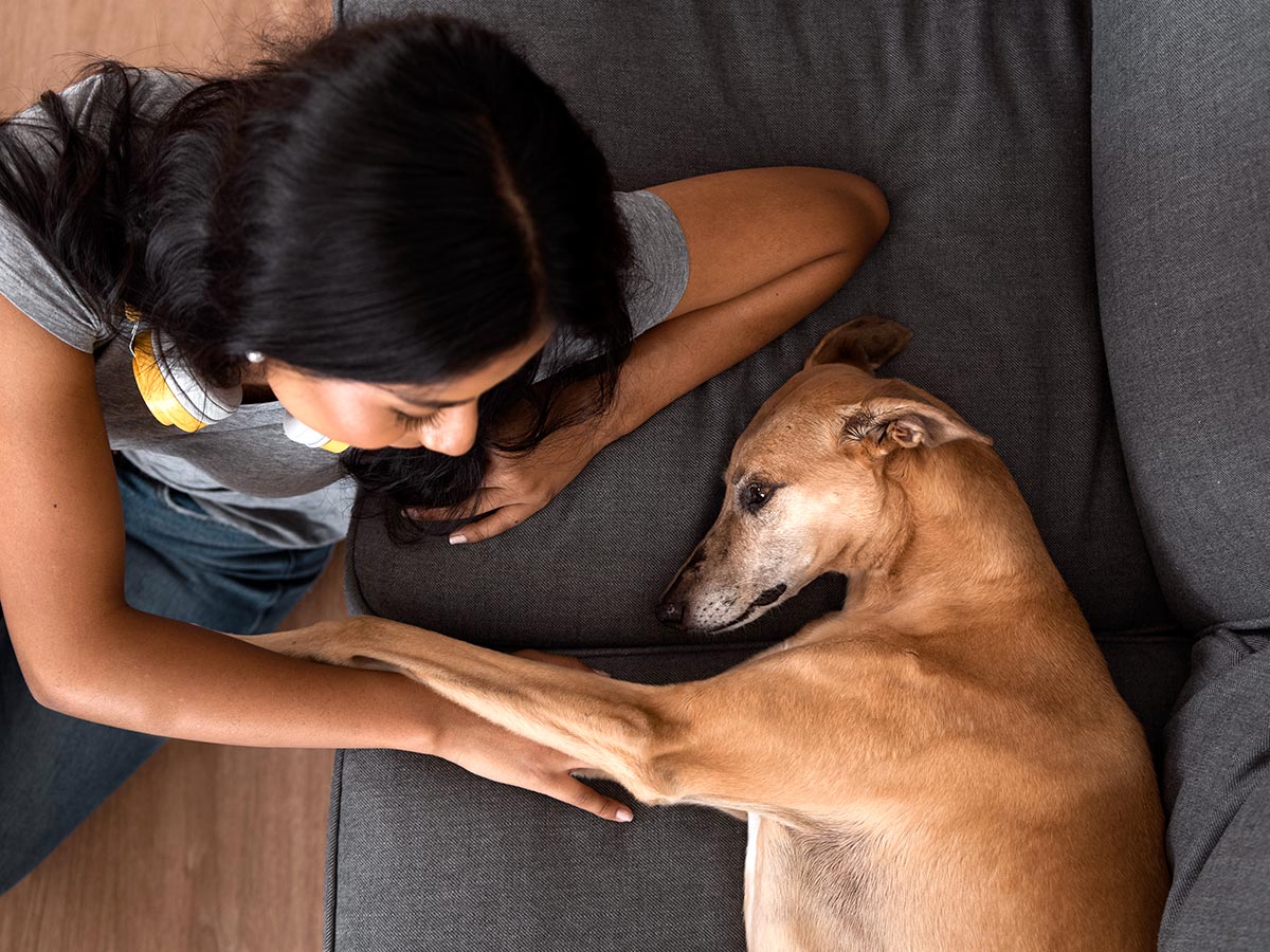 A white dog extends its paw to meet a hand in a gesture of a handshake