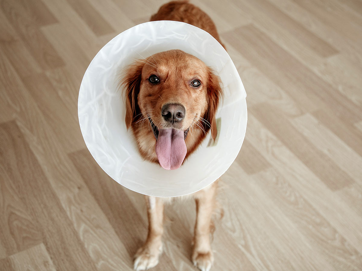 portrait-of-happy-golden-retriever-dog-wearing-post-surgery-cone