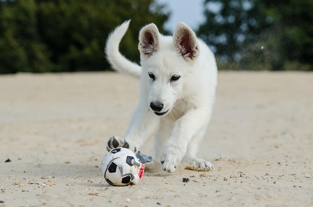 Dog playing on a beach
