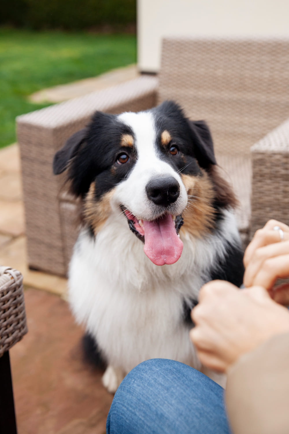 dog sitting outside with owner smiling