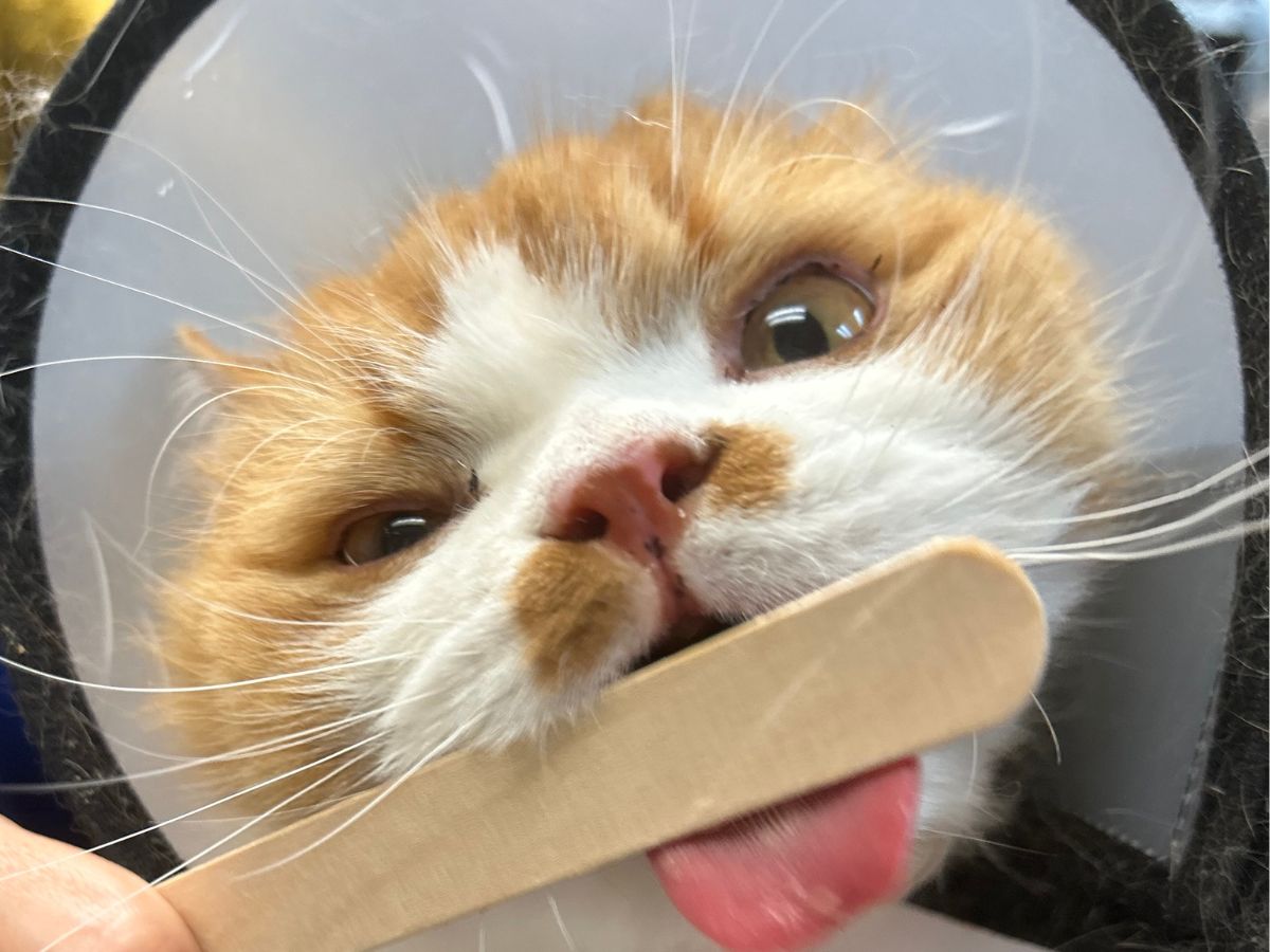 A cat wearing a cone of shame has its tongue sticking out while a wooden stick is held in front of its mouth A cat wearing a cone of shame has its tongue sticking out while a wooden stick is held in front of its mouth