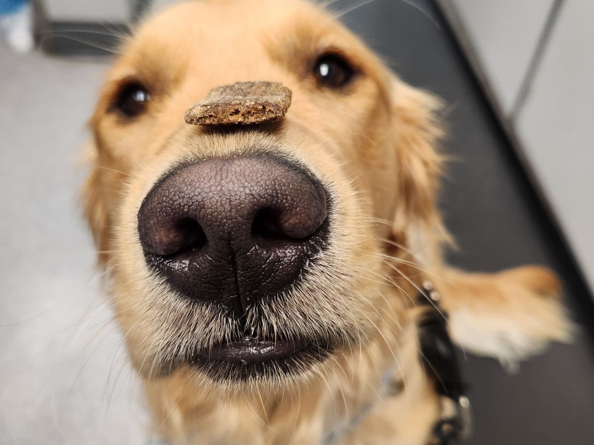 A golden retriever dog looks directly at the camera with a small treat balanced on its nose A golden retriever dog looks directly at the camera with a small treat balanced on its nose
