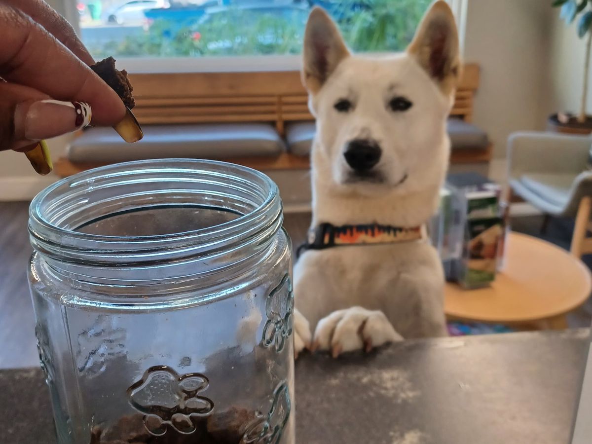 A hand holds a dog treat over a glass jar filled with treats A hand holds a dog treat over a glass jar filled with treats