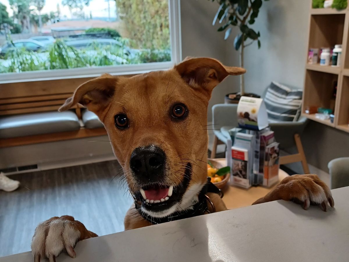 A happy brown dog with its front paws resting on a counter