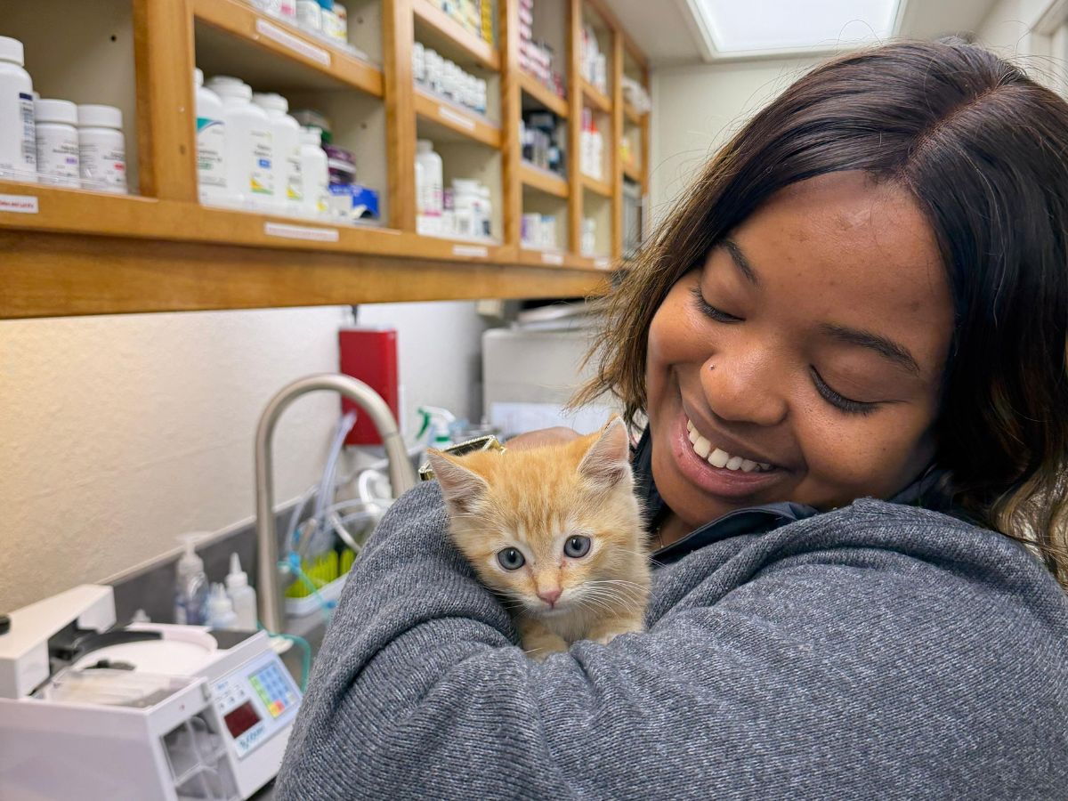 A person in a gray hoodie holds a small orange kitten with blue eyes A person in a gray hoodie holds a small orange kitten with blue eyes