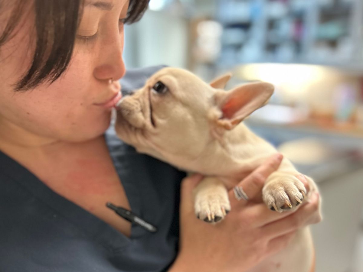 A person in scrubs holds a fawn-colored French Bulldog puppy and leans in to kiss its head A person in scrubs holds a fawn-colored French Bulldog puppy and leans in to kiss its head