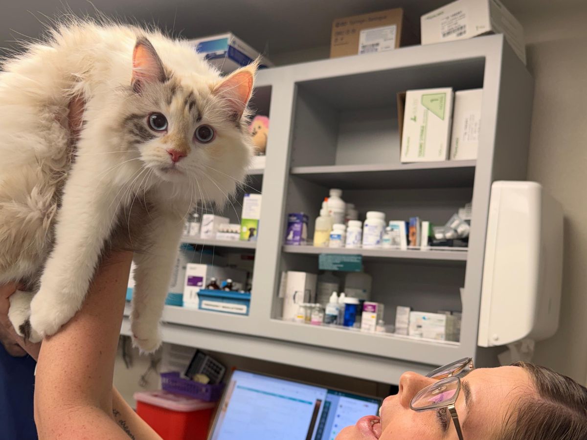 A person in scrubs holds up a fluffy white cat with blue eyes in front of shelves stocked with medication bottles.