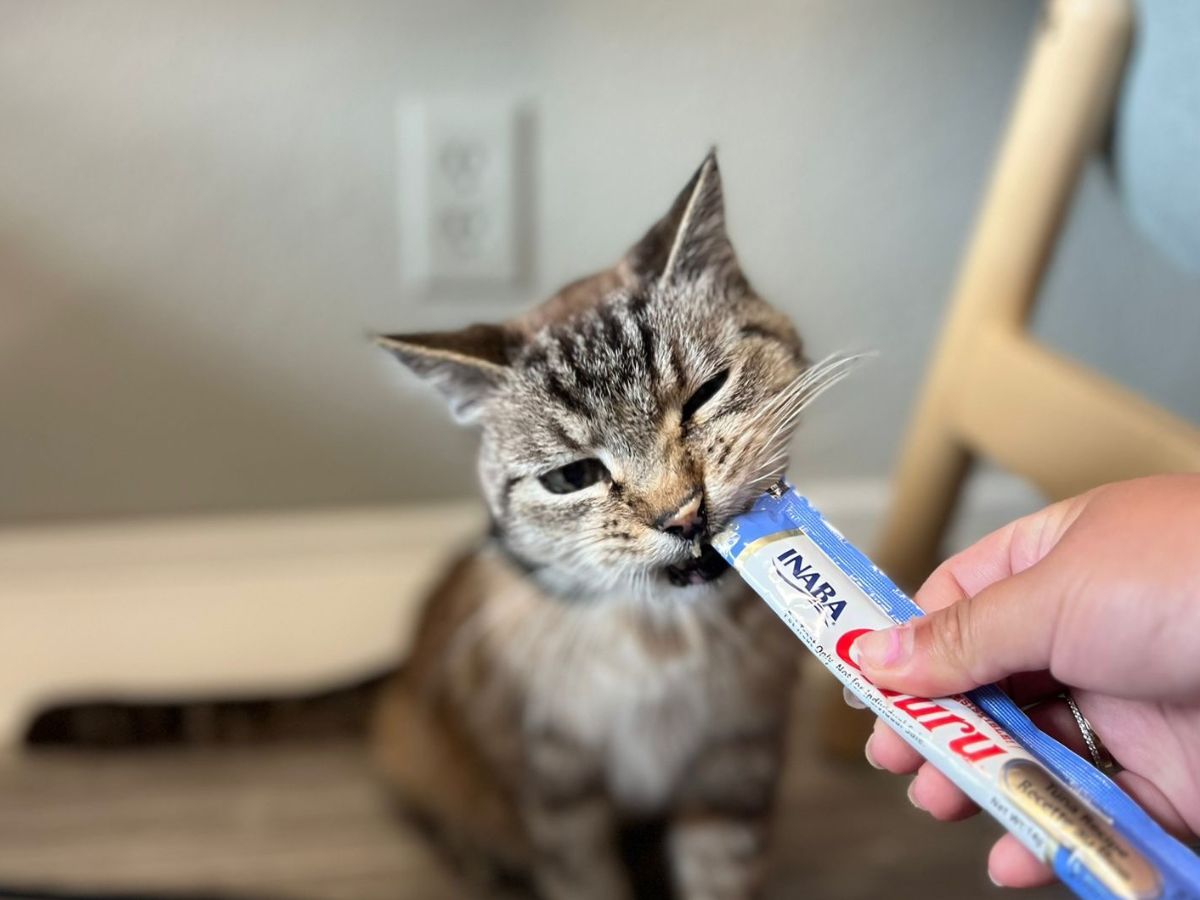 A striped cat is eating a treat from a blue and white package held by a hand A striped cat is eating a treat from a blue and white package held by a hand