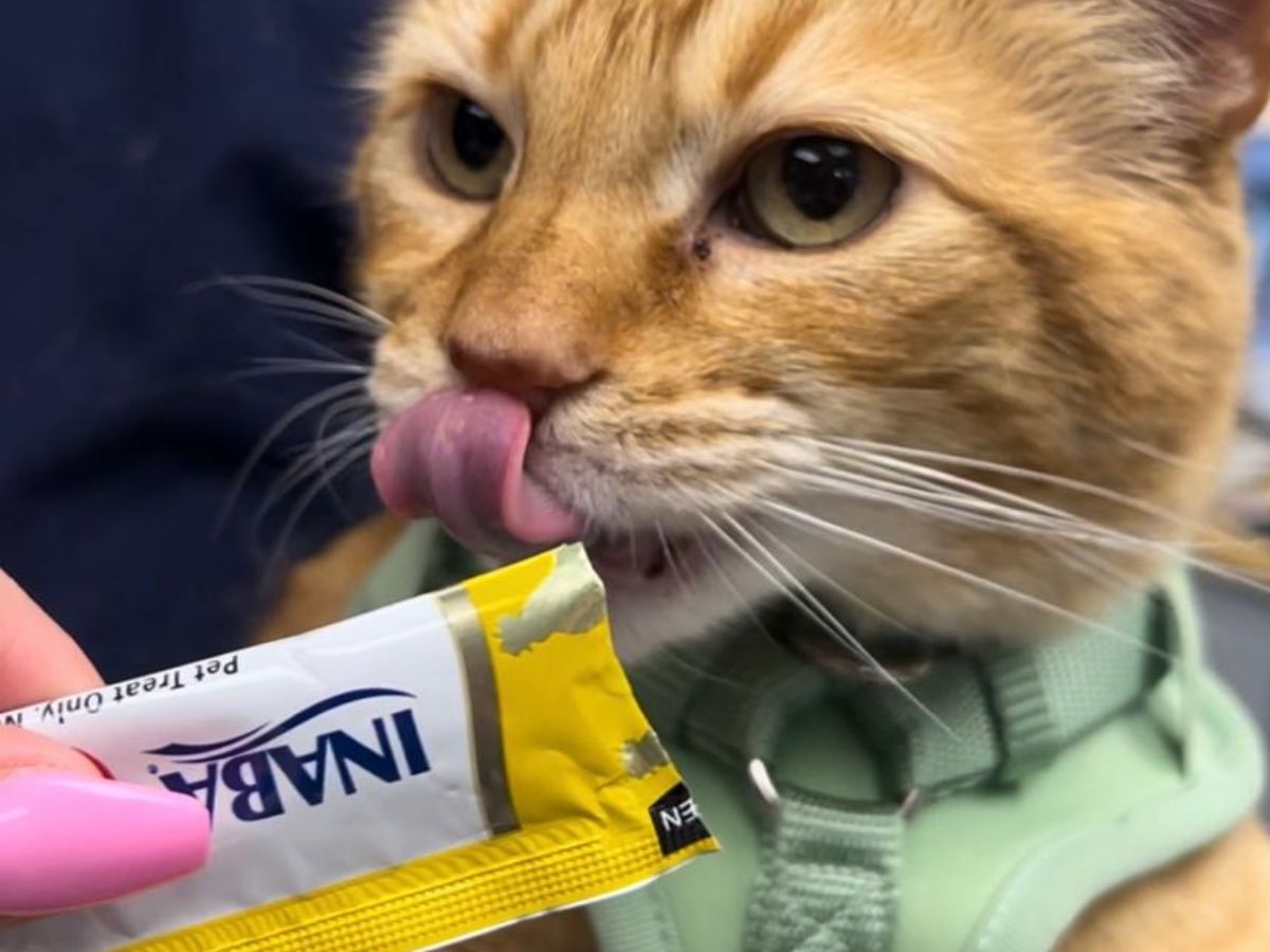 An orange cat wearing a light green harness licks a treat from a yellow and white packet An orange cat wearing a light green harness licks a treat from a yellow and white packet