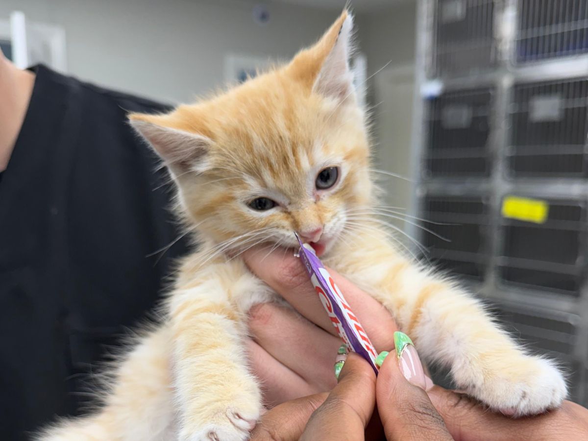 An orange tabby kitten is being held and fed with a syringe by two people in what appears to be a veterinary clinic An orange tabby kitten is being held and fed with a syringe by two people in what appears to be a veterinary clinic