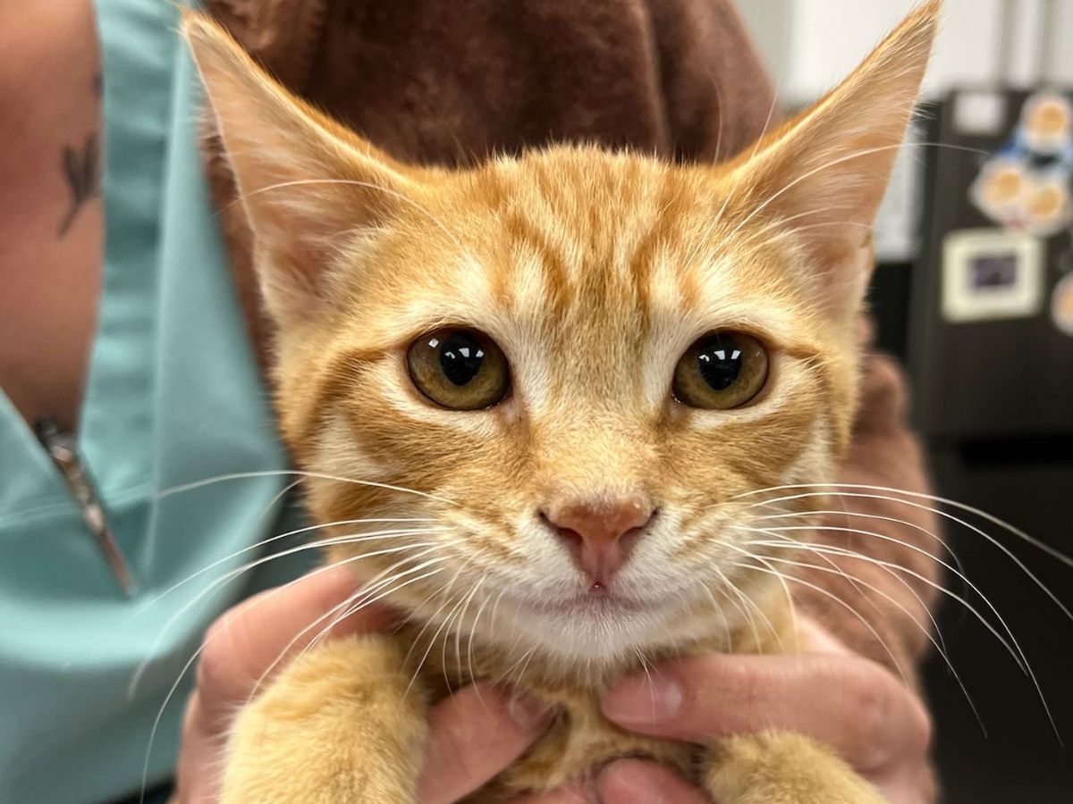 An orange tabby kitten with large ears and wide eyes is being held by two hands.