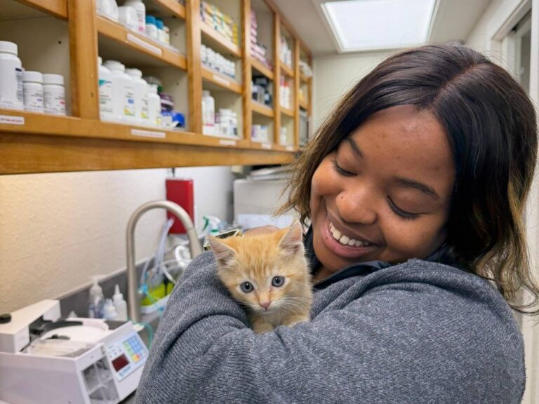 Team member playing with kitten