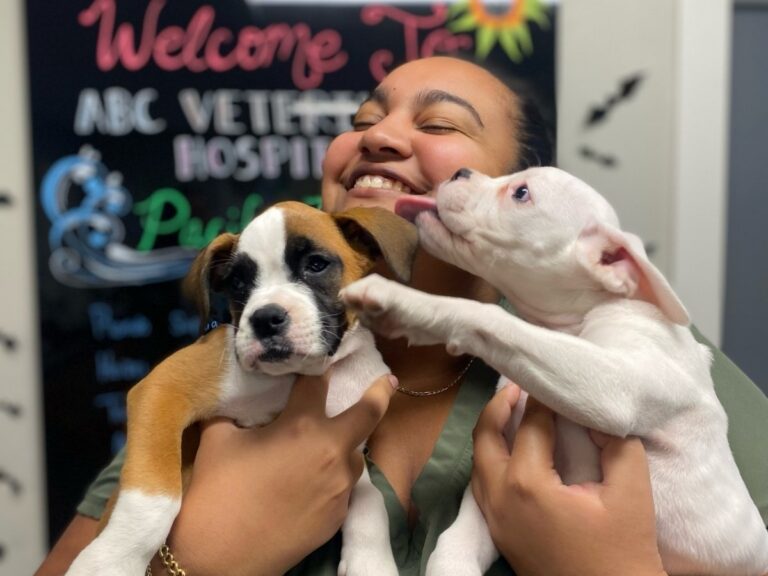 Two puppies playing with vet